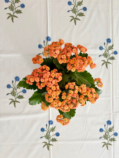 House of Mulmul - Blockprinted Cotton Table Cloth. A potted flowering plant with dense clusters of orange flowers and green leaves, placed against a white fabric backdrop decorated with blue floral motifs.