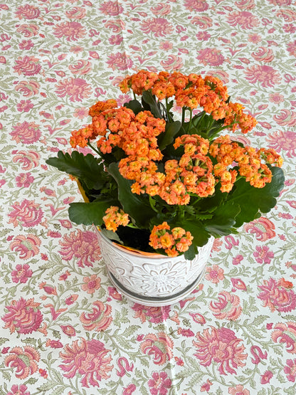 House of Mulmul - Blockprinted Cotton Table Cloth. A potted Kalanchoe plant with dense clusters of orange flowers and green leaves, set in a white ceramic pot on a pink and green floral tablecloth.