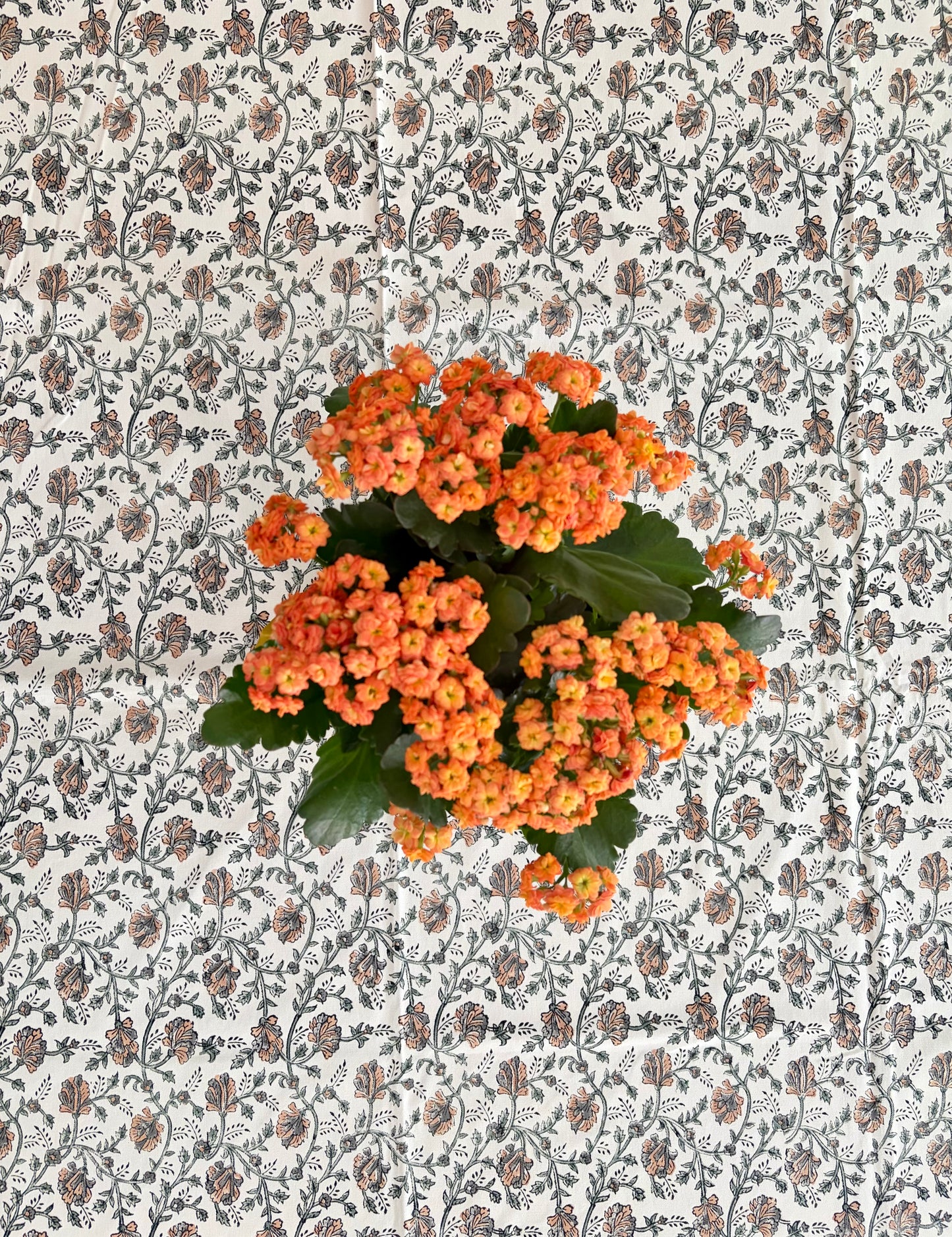 House of Mulmul - Blockprinted Cotton Table Cloth. A potted orange lantana flower plant with green leaves, photographed from above against a patterned wallpaper background.