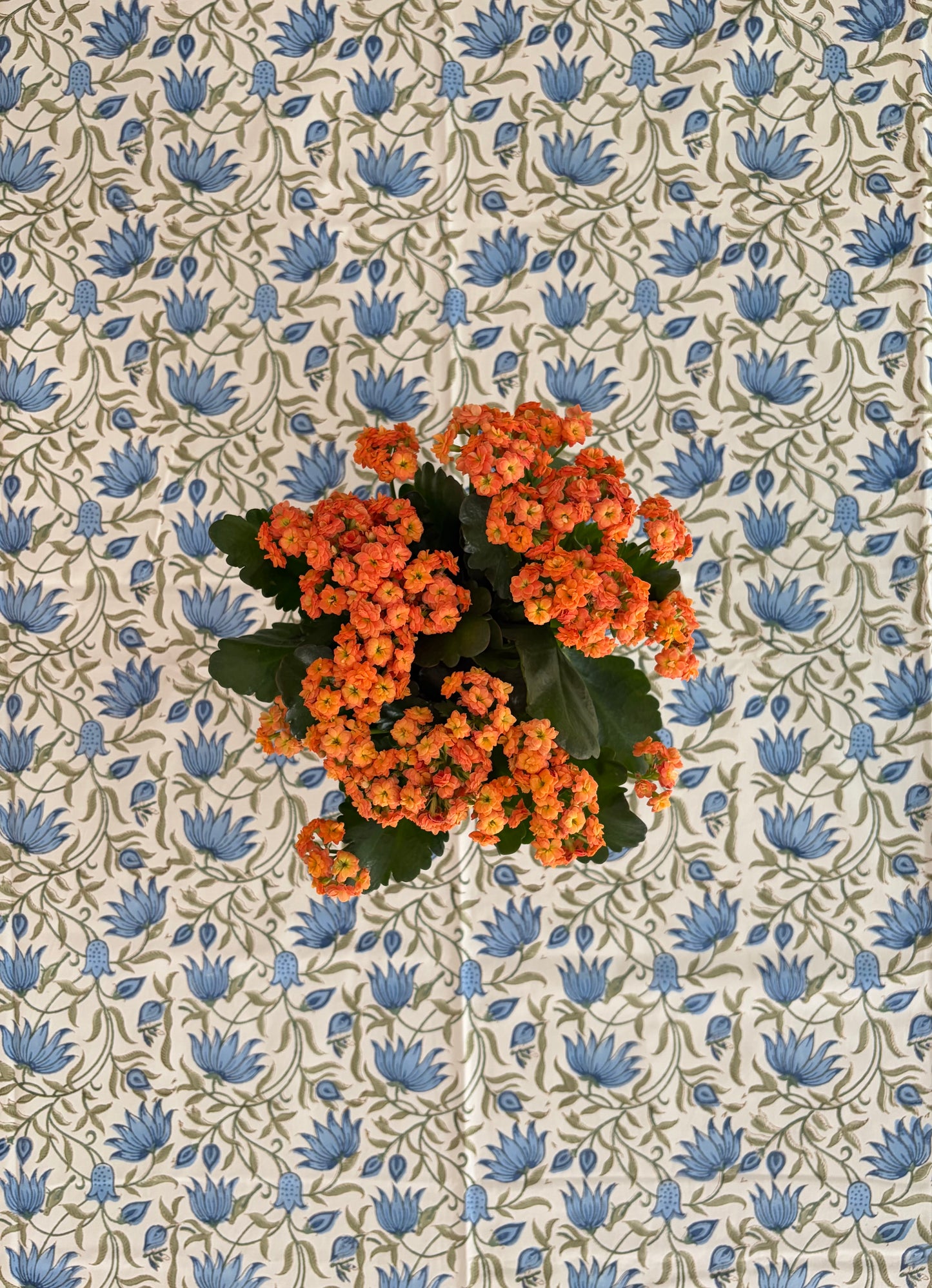 House of Mulmul - Blockprinted Cotton Table Cloth. A potted cluster of bright orange flowers with green leaves, photographed from above against a cream wallpaper patterned with blue flowers and green vines.