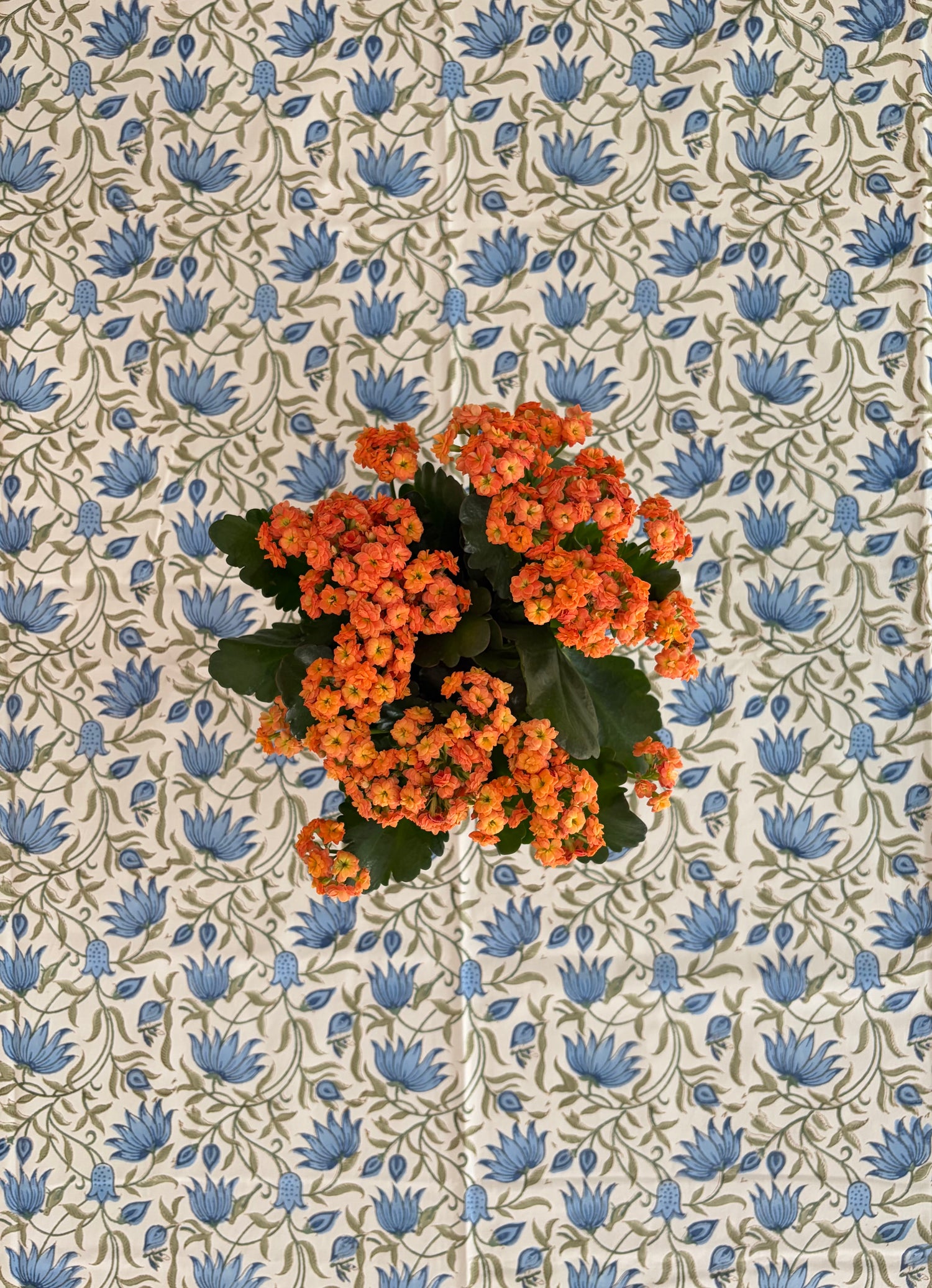 House of Mulmul - Blockprinted Cotton Table Cloth. A potted cluster of bright orange flowers with green leaves, photographed from above against a cream wallpaper patterned with blue flowers and green vines.
